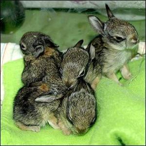 Adopt an Eastern Cottontail Rabbit