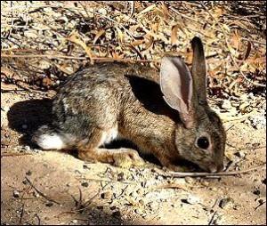 Little Miss Bunny! - Wild Things Sanctuary