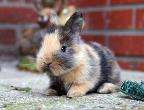 cute-bunnies-27