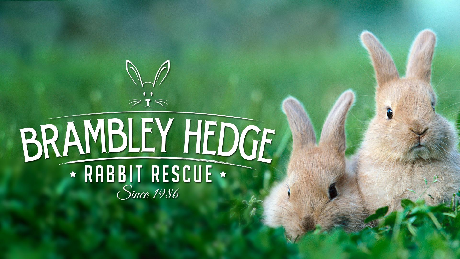 rescue rabbit wallpaper