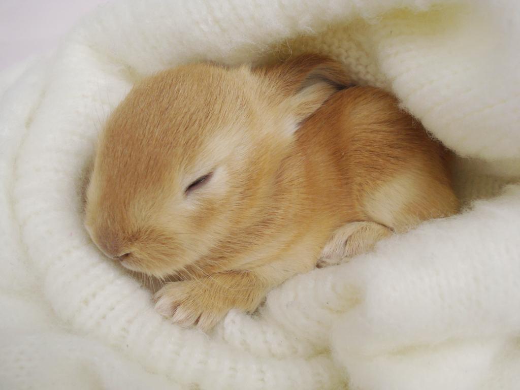 rabbit babies