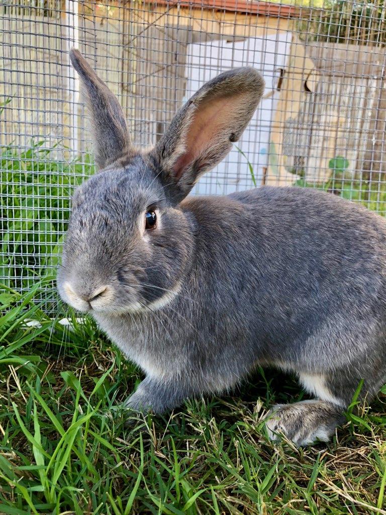 Mr. Jingles - Brambley Hedge Rabbit RescueBrambley Hedge Rabbit Rescue