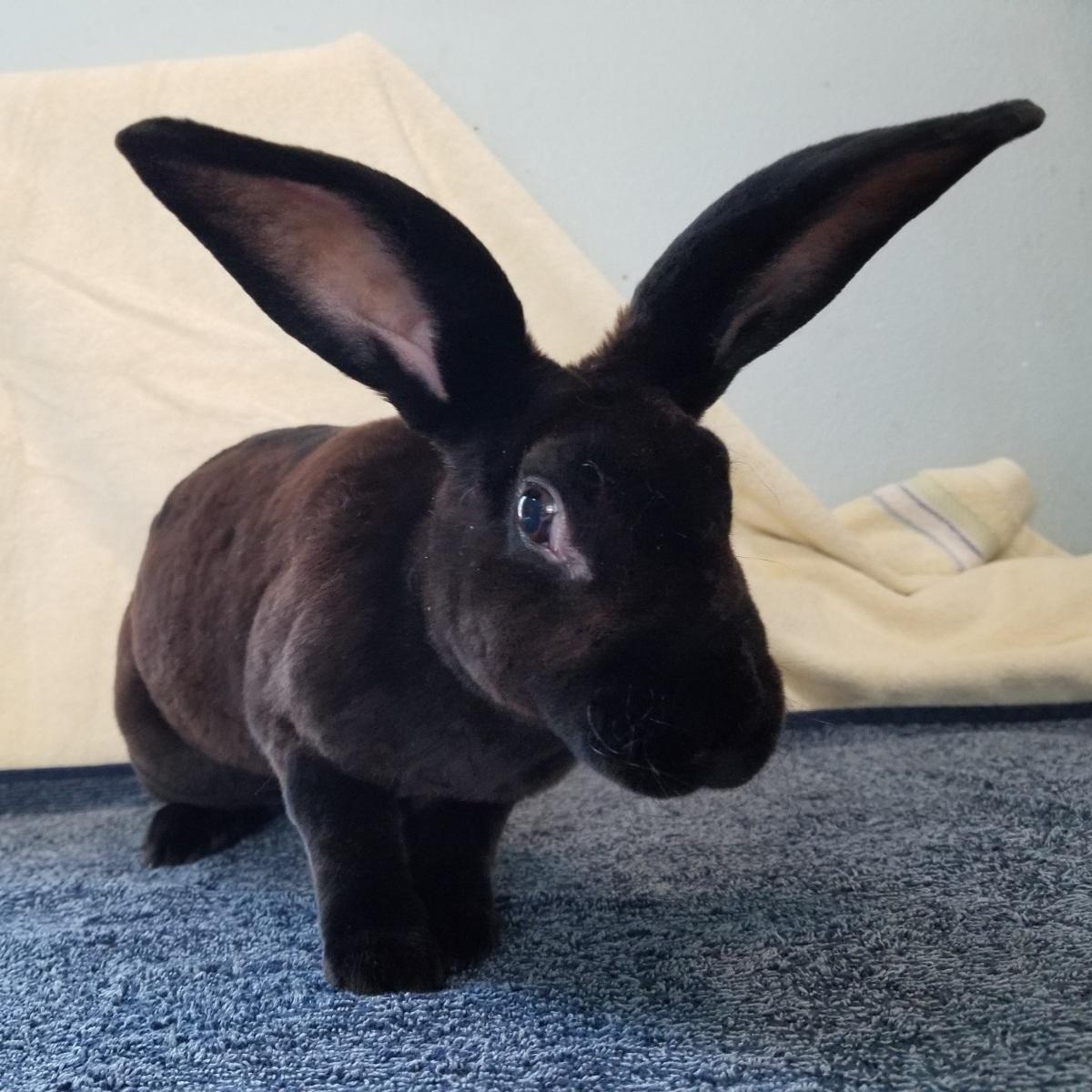 image0000021_01 Brambley Hedge Rabbit Rescue
