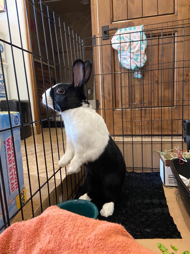 Rabbit rescues hot sale near me