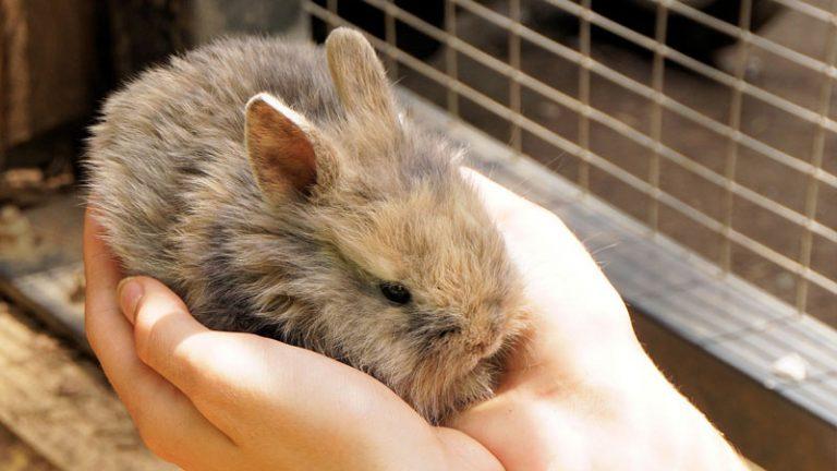 Brambley Hedge Rabbit Rescue, Inc.