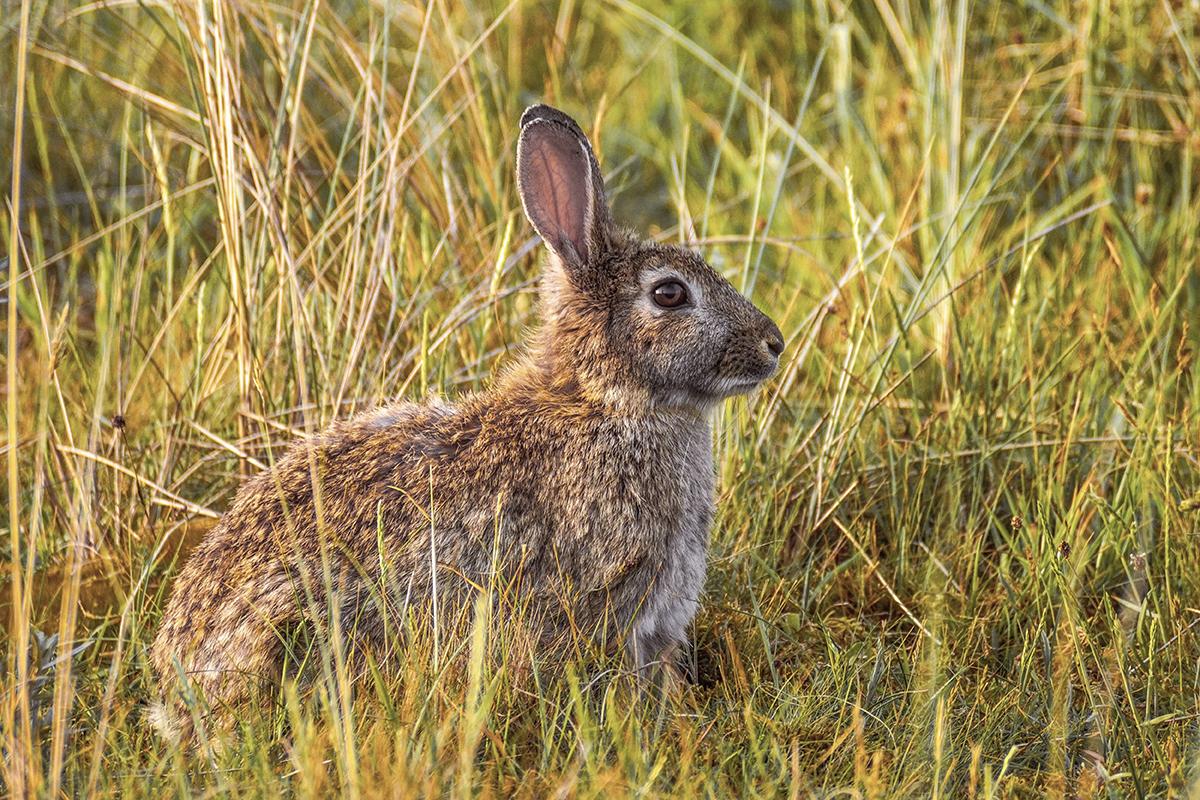 wild bunny rabbit