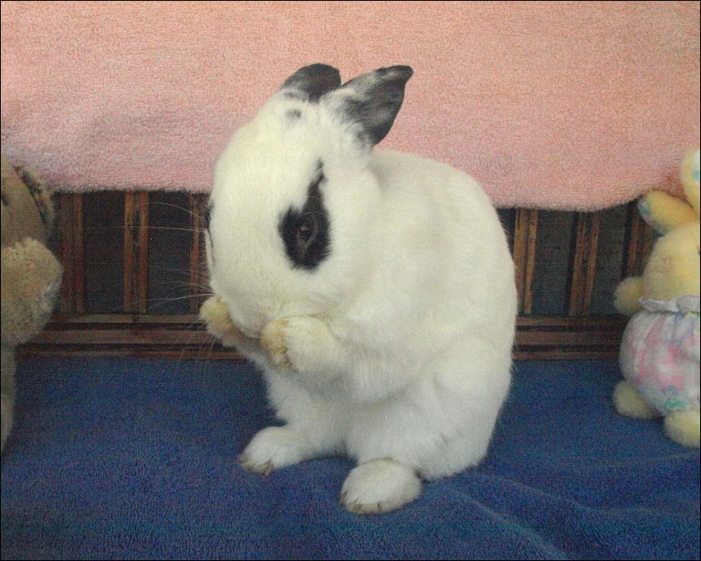 Snoopy - Brambley Hedge Rabbit Rescue